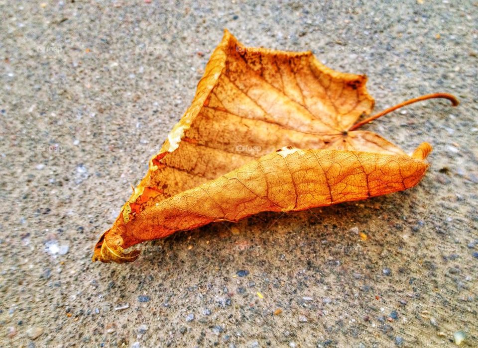 Dry leaf. 