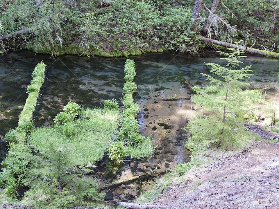 Moss covered logs stretch across the placid waters of the small Clearwater River in Southern Oregon on a sunny spring day. 