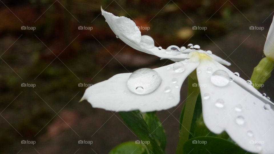 Flower with drop
