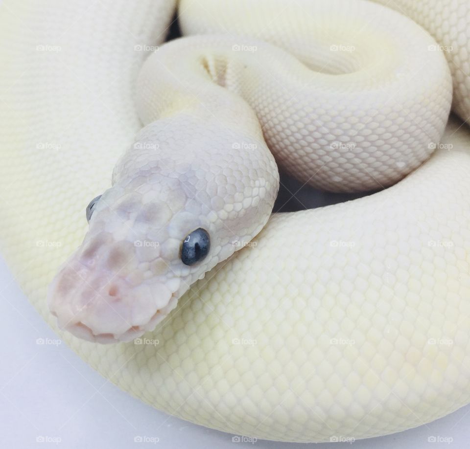 White snake 