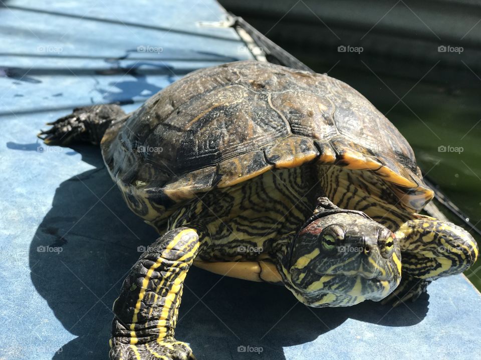 The Turtle smile under the sun. 