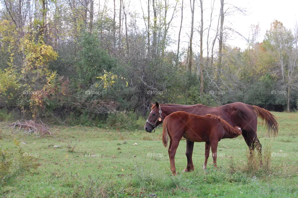 Mammal, Grass, Horse, Cavalry, Farm