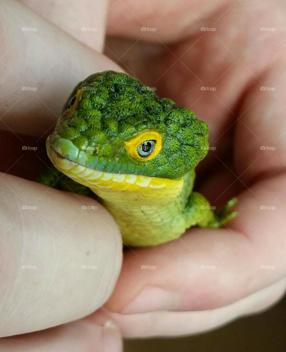 A Man Holding an Arboreal Alligator Lizard