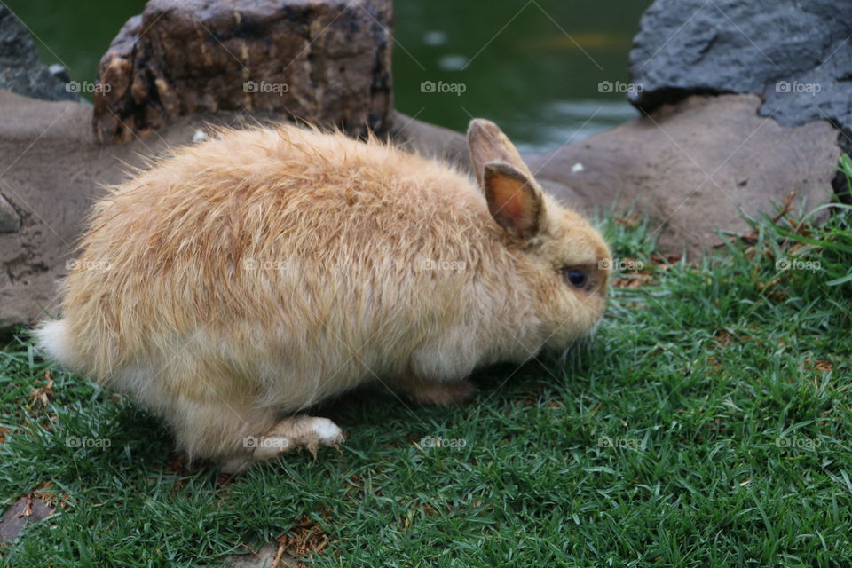 Fluffy bunny eating grass 