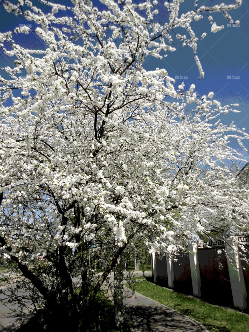 Tree, Cherry, Branch, Season, Flower