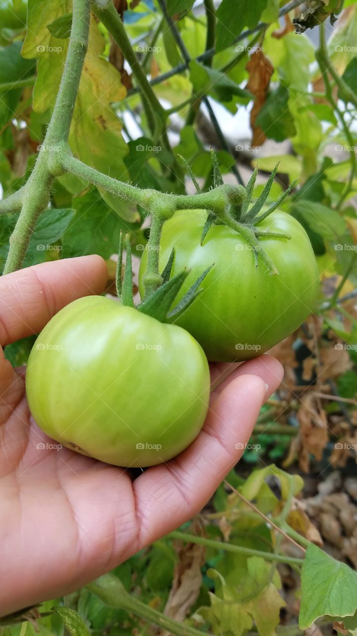 Urban gardening