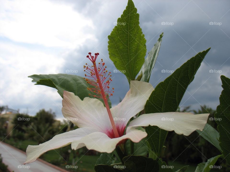 White flower