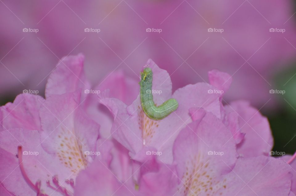 Pink flower and the caterpillar 