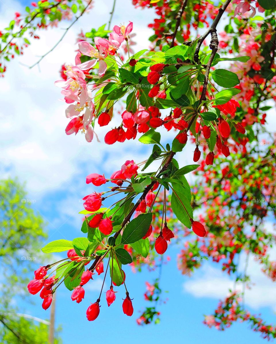 Cherry blossom