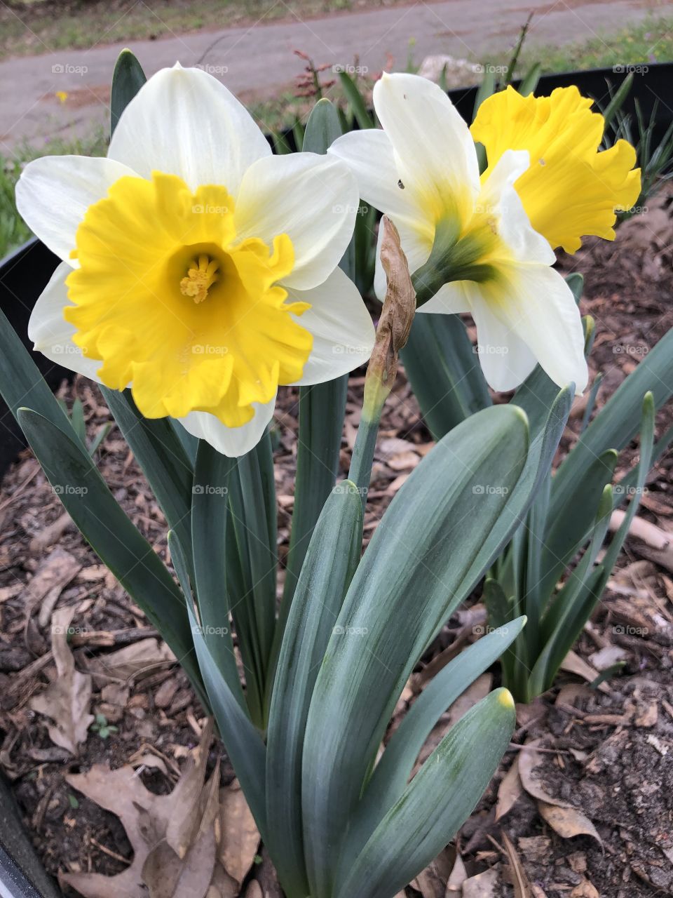 Beautiful Daffodils in spring 