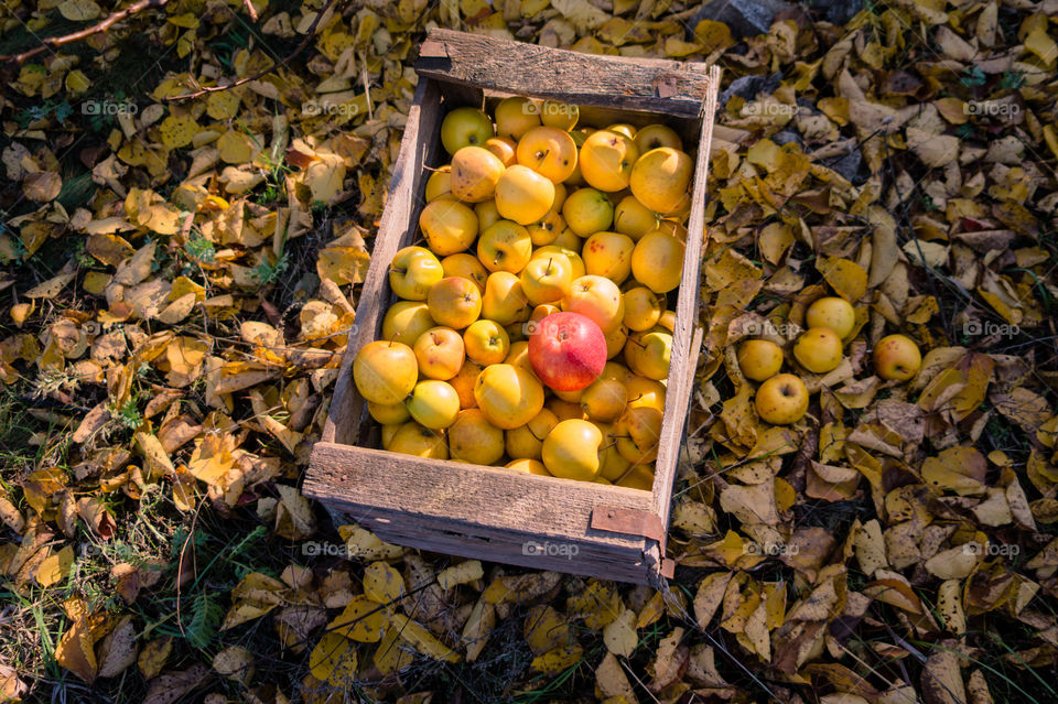 Harvest ripe juicy and tasty apples. Harvested juicy apples from fertile trees.