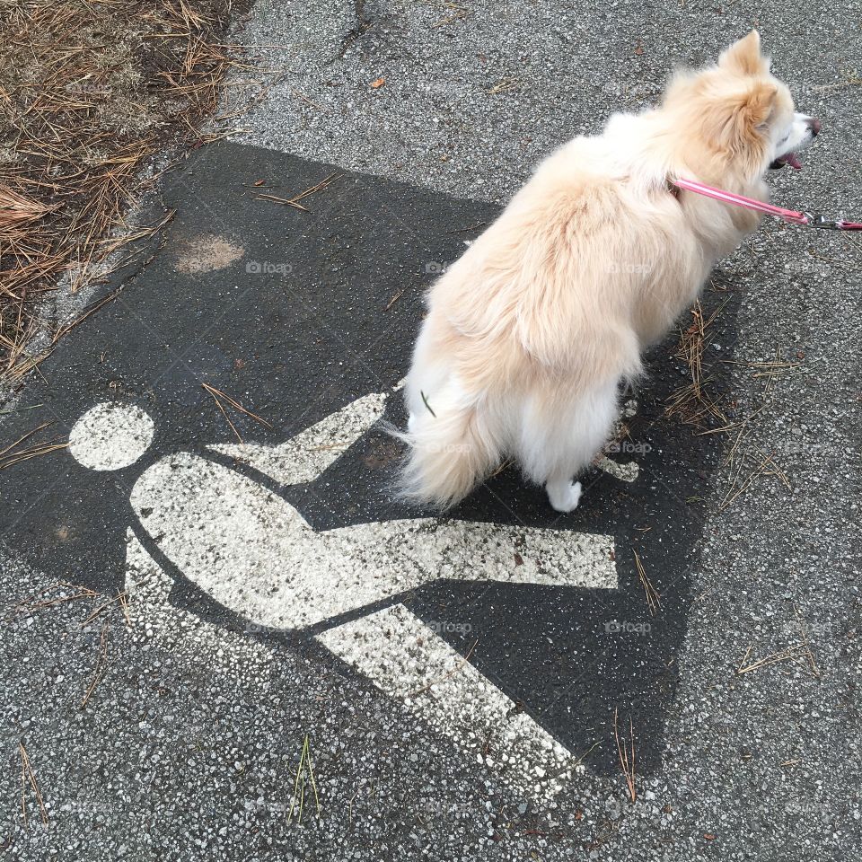 Dog walking 