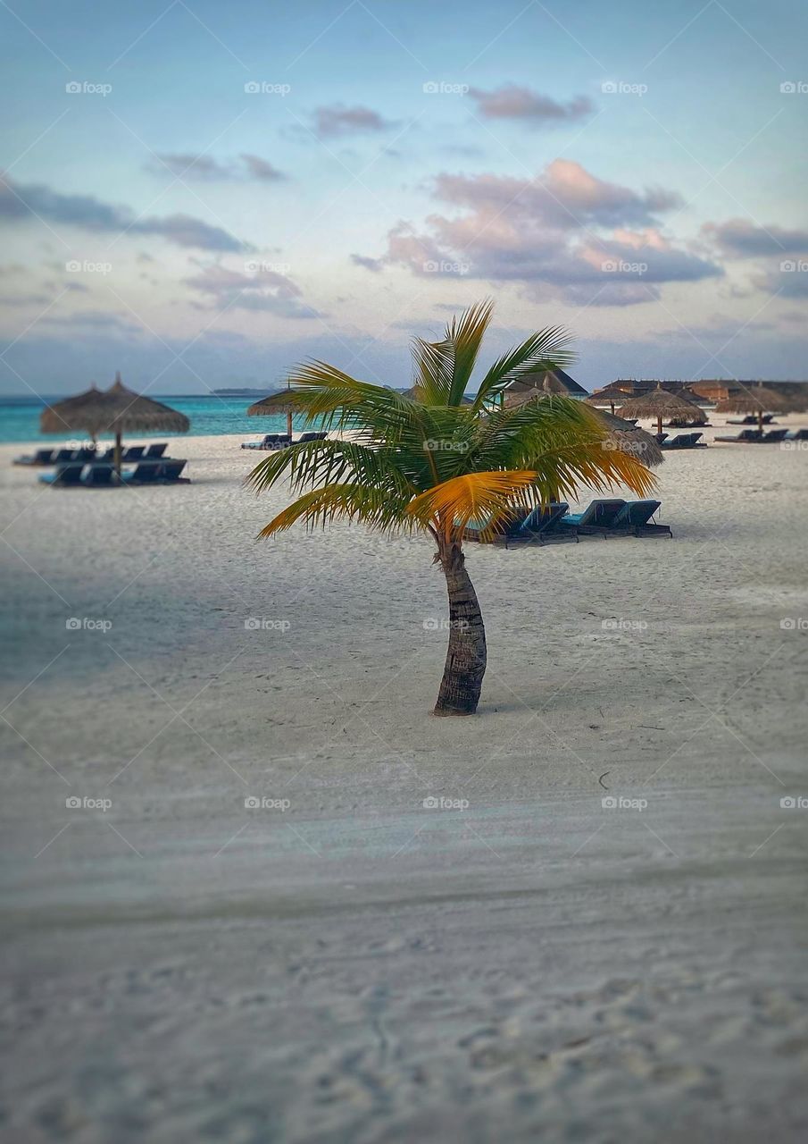 palm on the beach