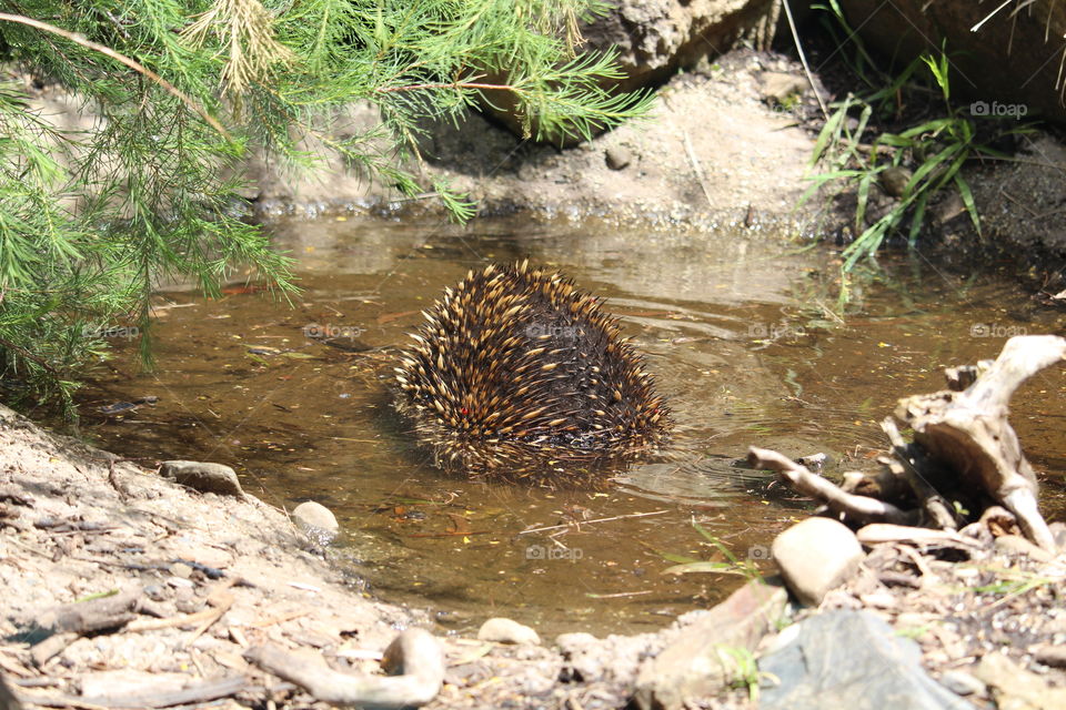 Echidna enjoying a dip in the water