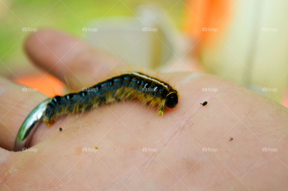 Caterpillar Cuteness