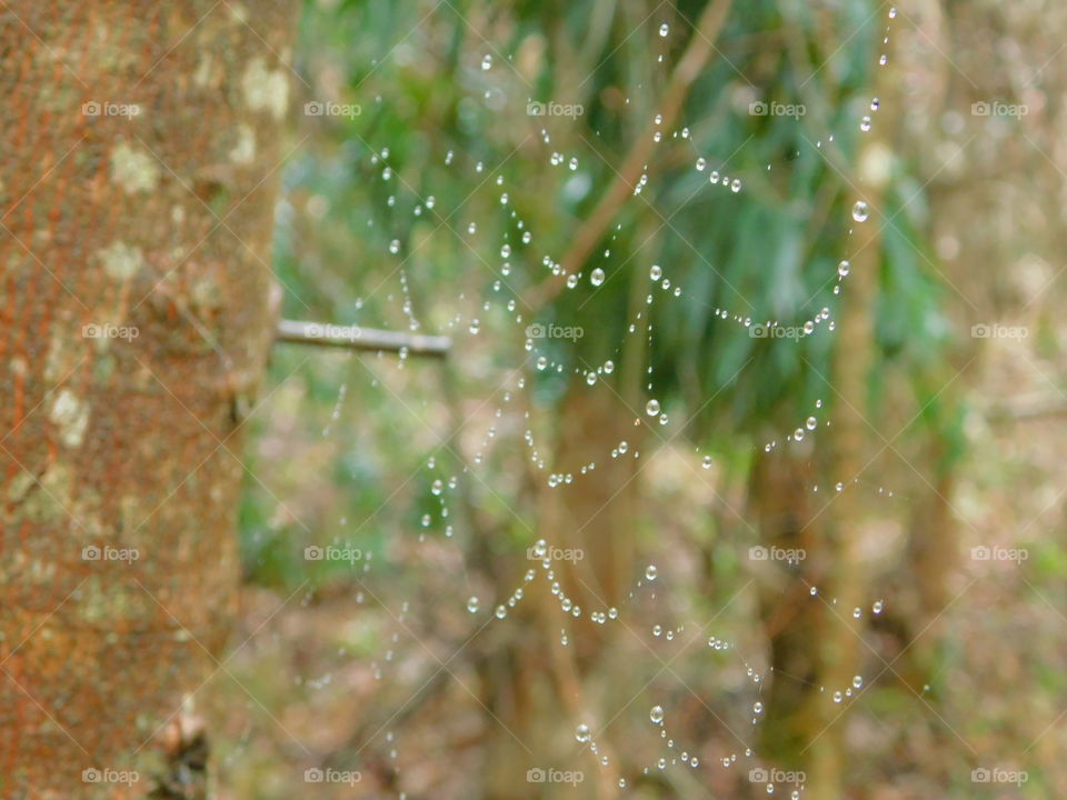 Taking a little hike in the wet forest of the Kamberg Valley I came across this spiders web with raindrops hanging off the web. Mother Nature sure knows how to sparkle.
South Africa 