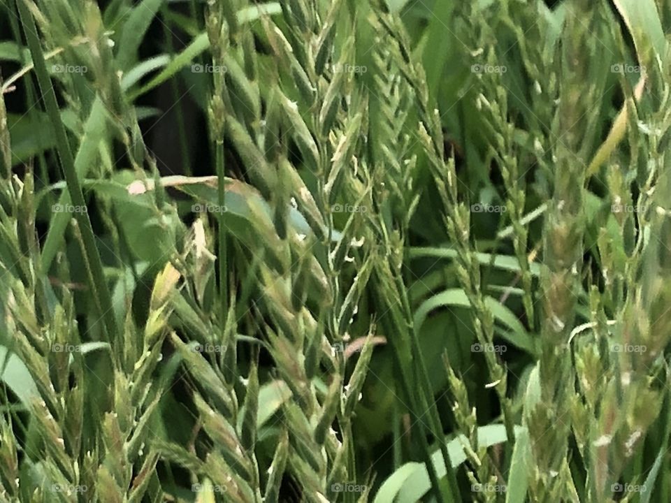 Seeding Grass