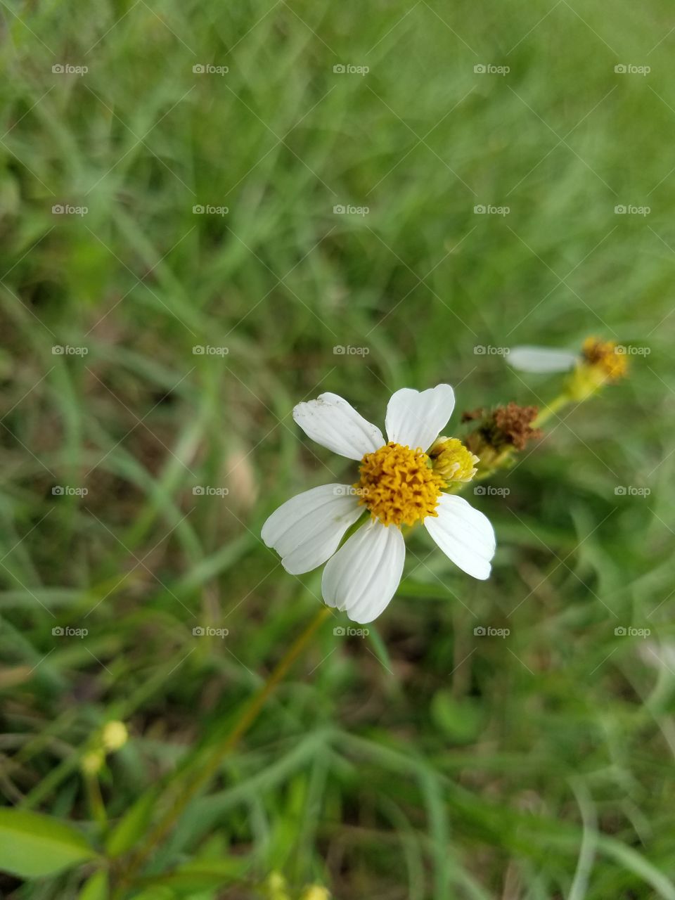 Tiny Flowers Up Close