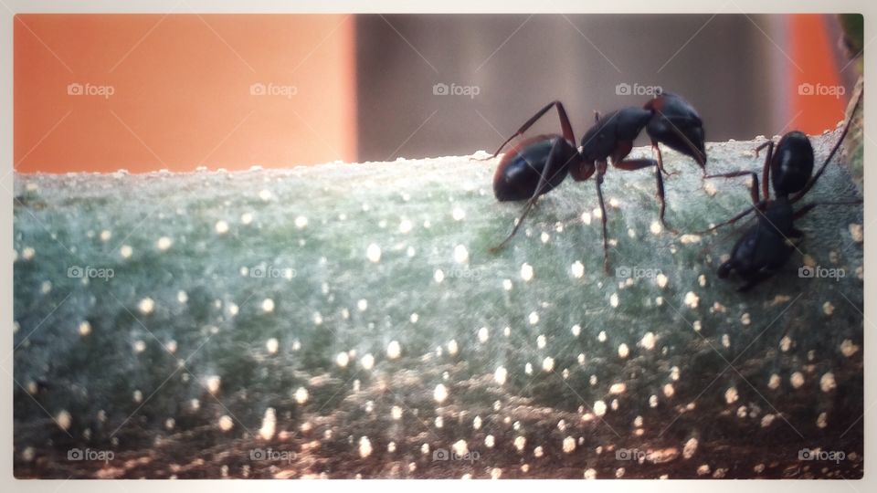 Black ants . Balck ants 