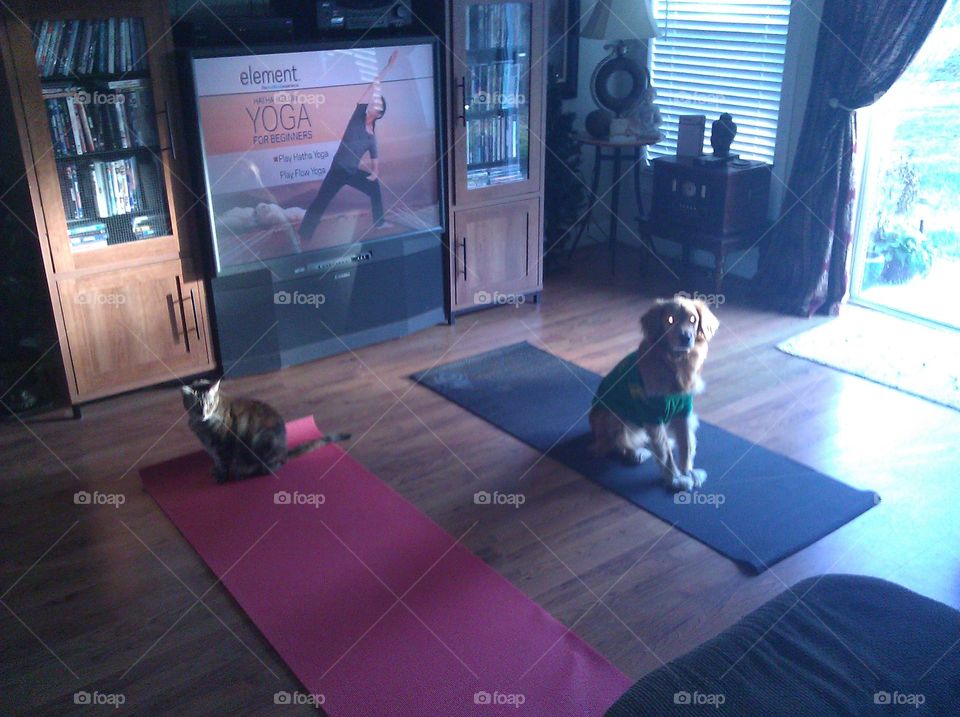 my dog sunny and  cat sheba are apparently ready to do yoga.