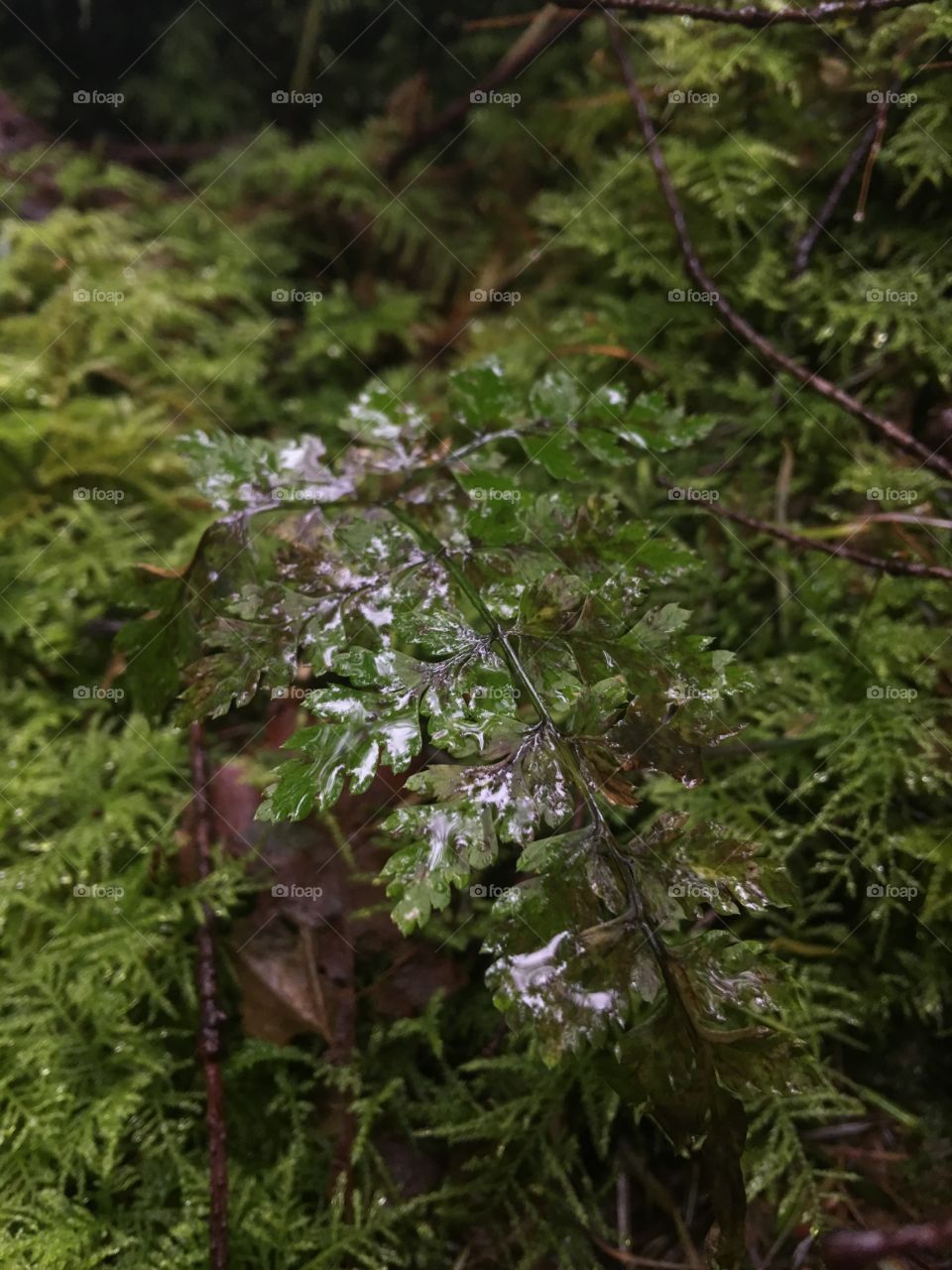 A wet fern growing on a mossy stump in the Pacific Northwest winter forest