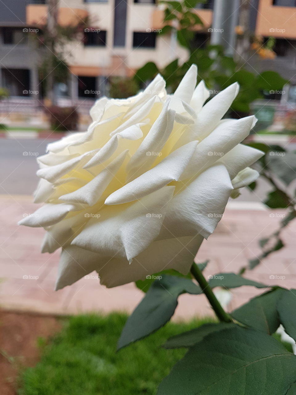 flower white romance rose roses outdoor space love lover nature picture pic perfect