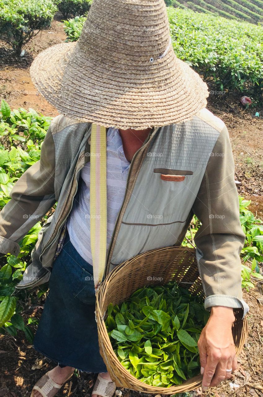 tea grower (peasant; planter) Крестьянин -чаевод 中国 云南省 西双版纳州 大渡岗 产农 