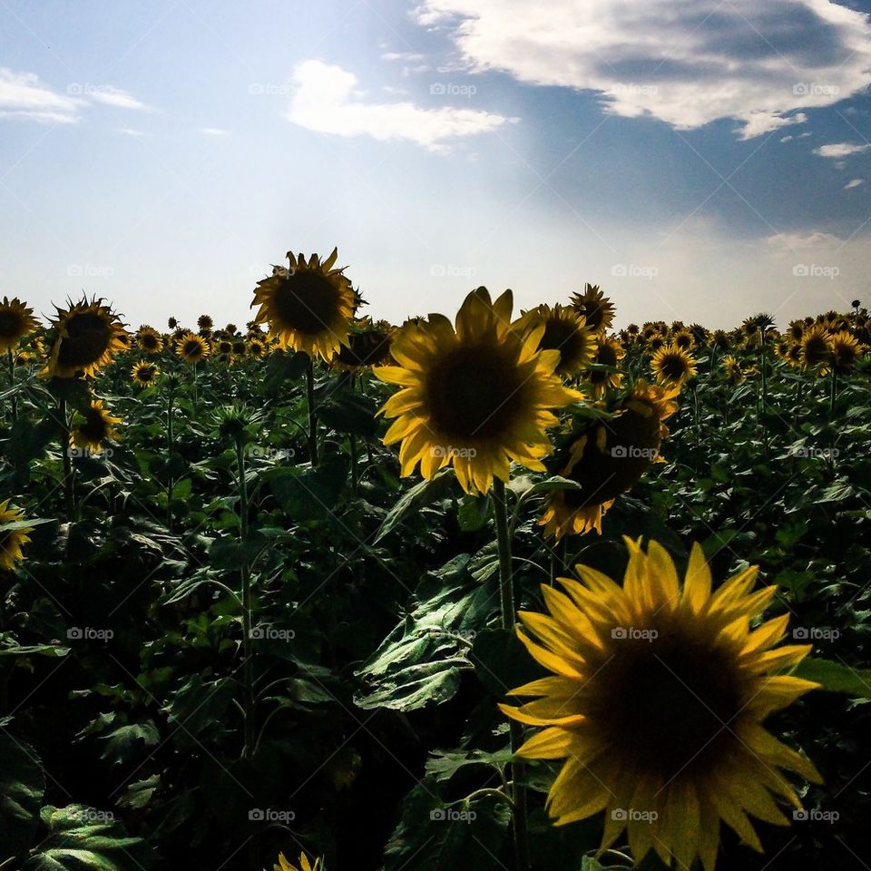 Sunflower