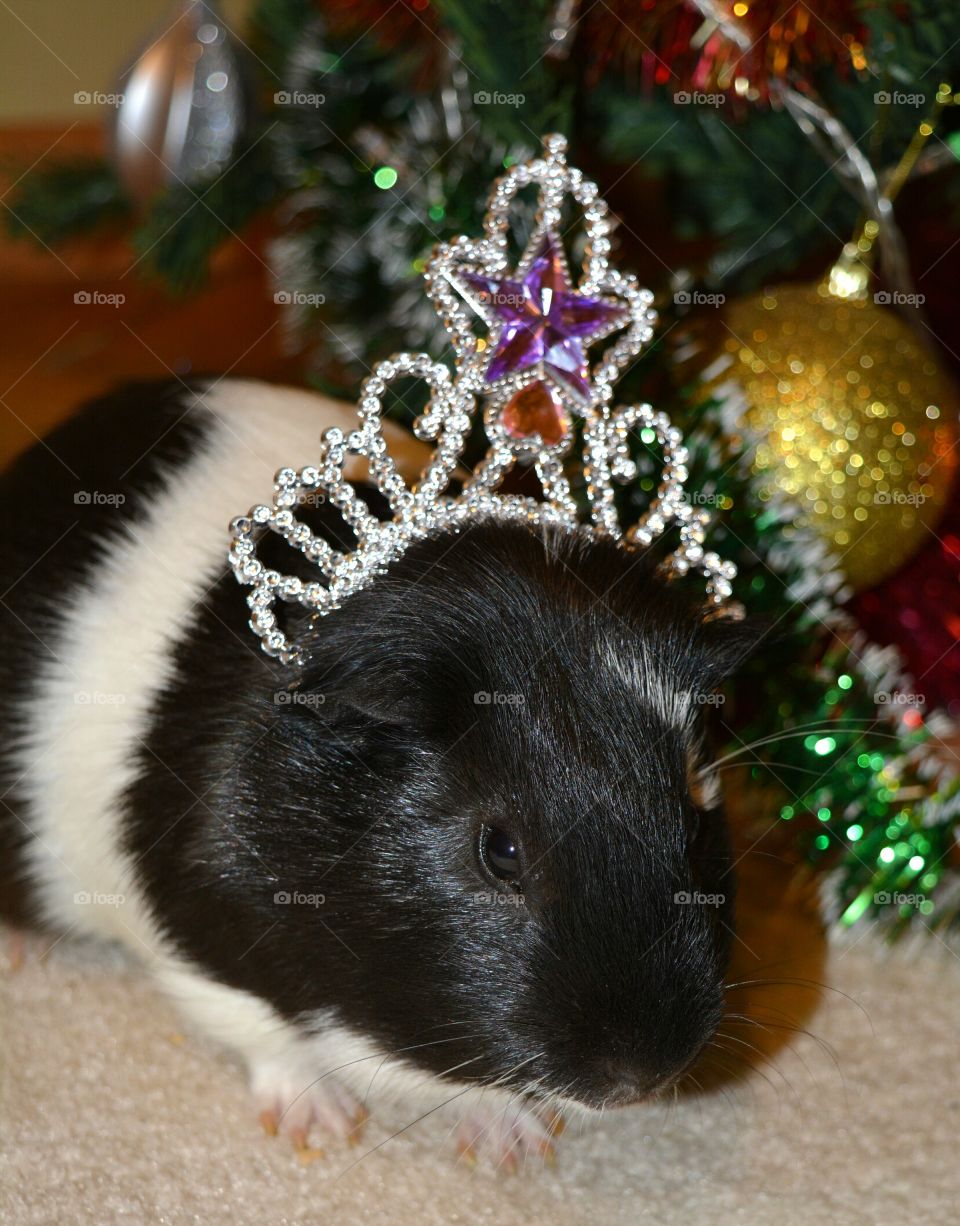 Guinea pig wearing a crown