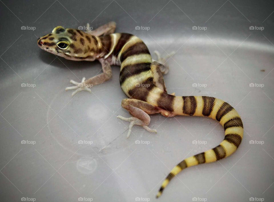 Western Banded Gecko