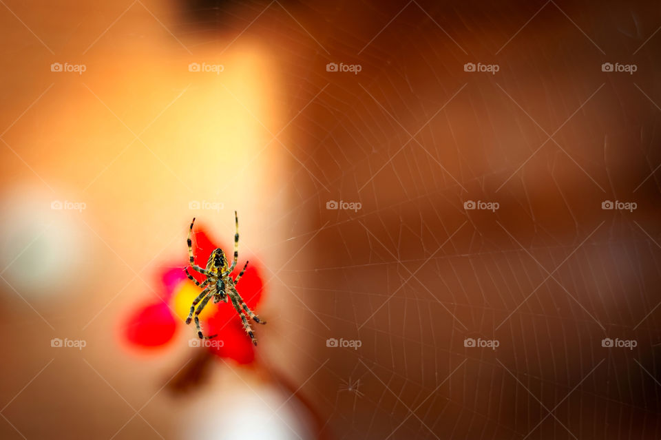 European garden spider (Araneus Diadematus)