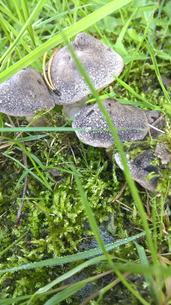 fungus
