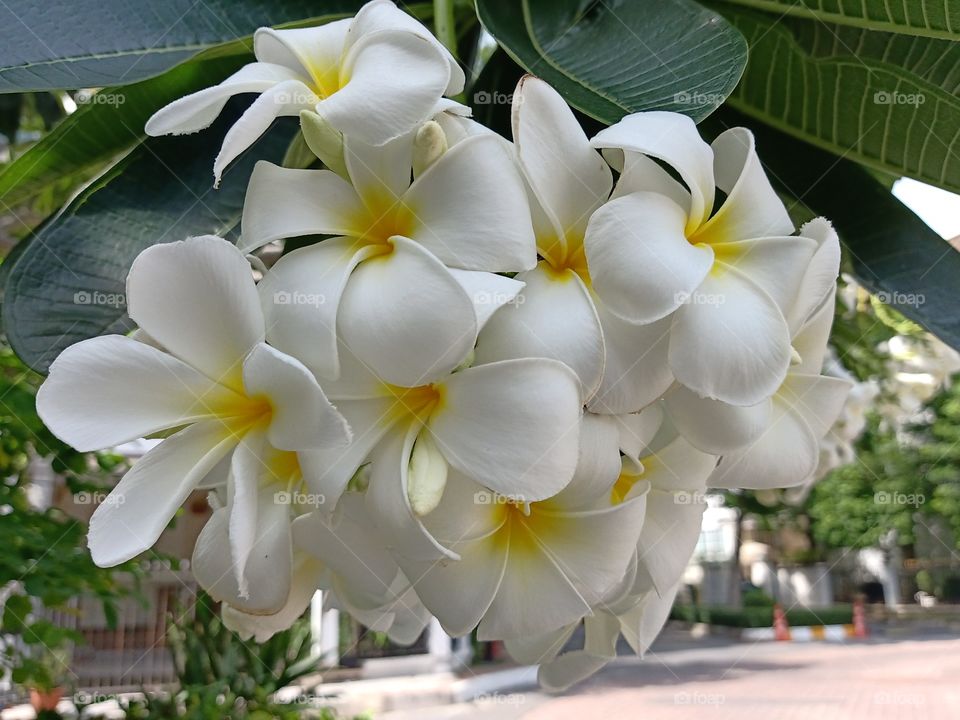 Beautiful Plumeria Flowers