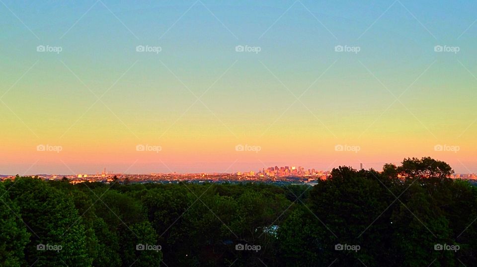 Trees against clear sky