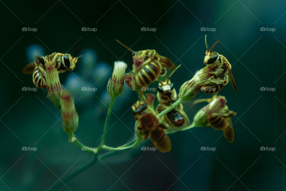 yellow colored bees resting on a plant against pastel color background