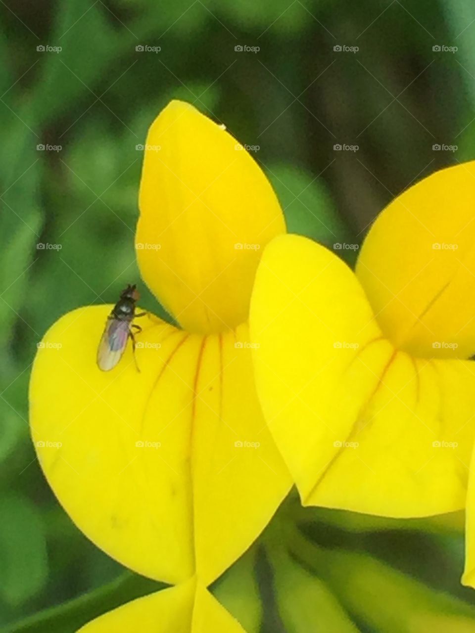 Fly on a flower.