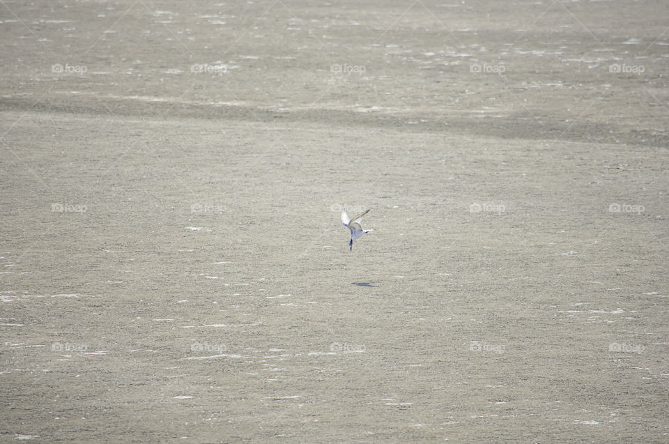 The flying birds foraging on sand In the sea.