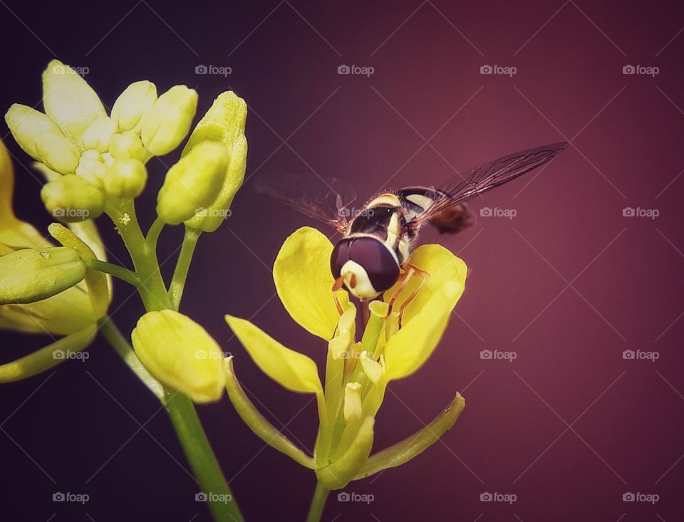 bee