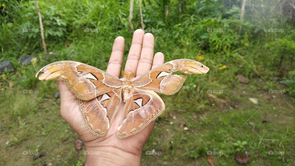 Kupu-kupu raksasa, Kupu-kupu gajah atau Atlas moth (Attacus atlas)
Sejenis ngengat bertubuh sangat besar khas daerah tropis.