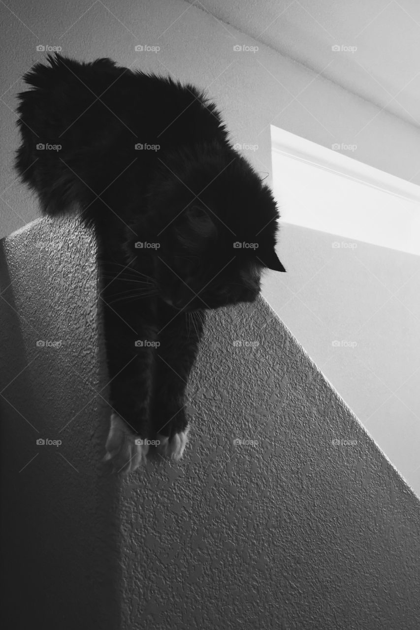 Close-up of black colour cat