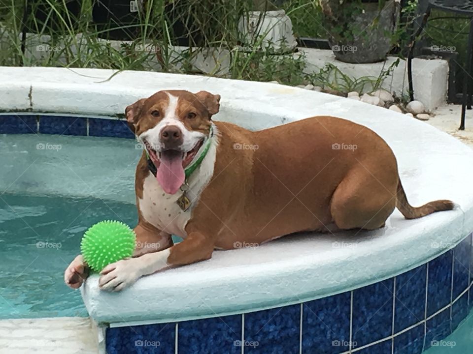 Happy rescue pitbull dog smiling in a pool