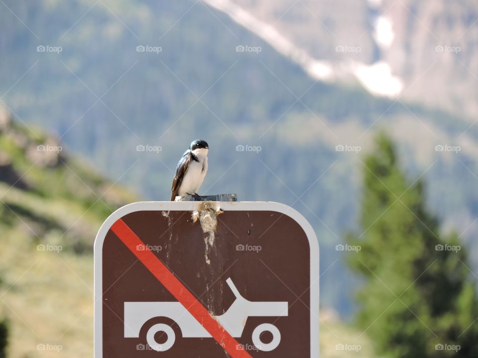 BIRD ON SIGN 