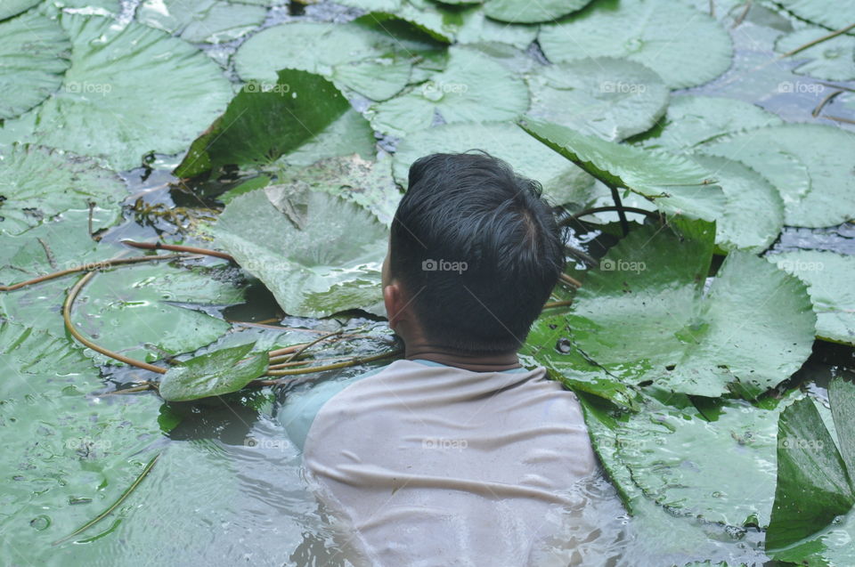 Non recognize worker were cleaning wild lotus flowers in the lake