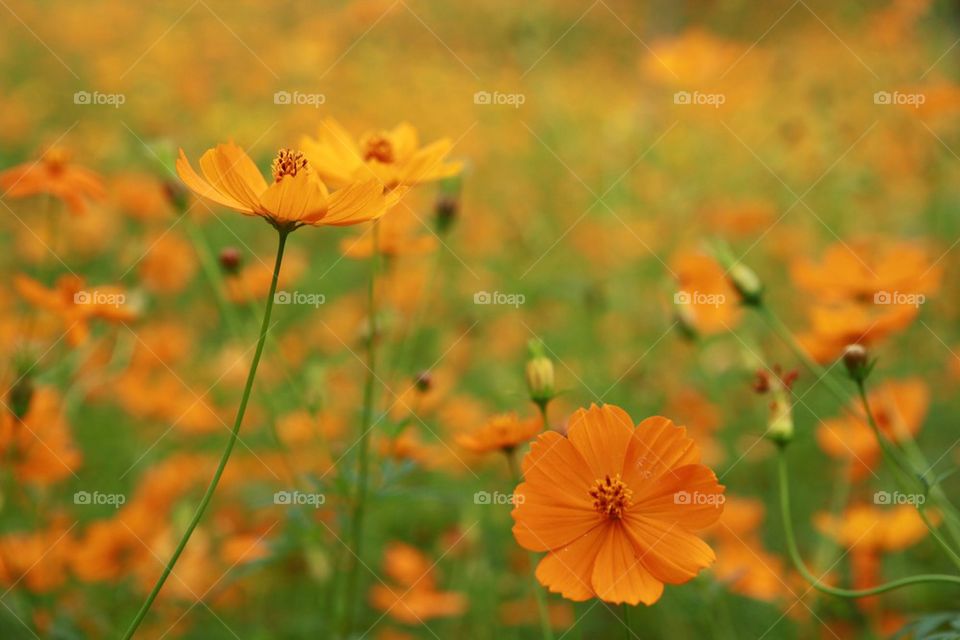Yellow flower field background