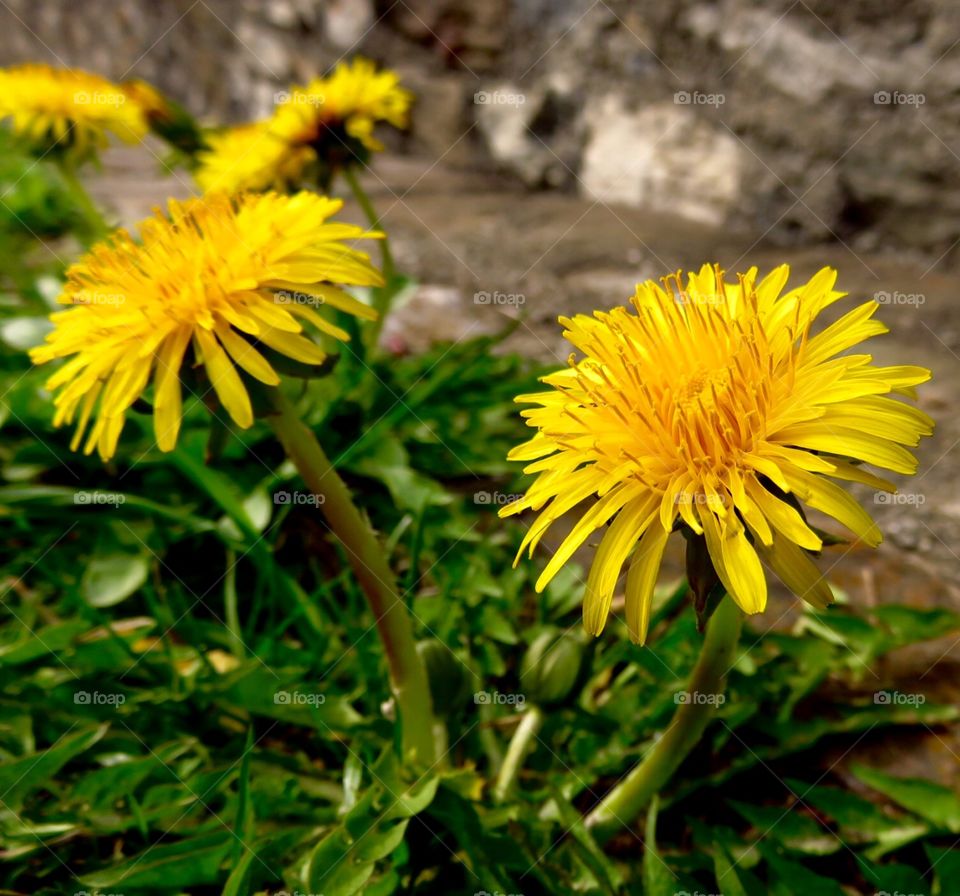 Dandelion (Taraxacum officinale)