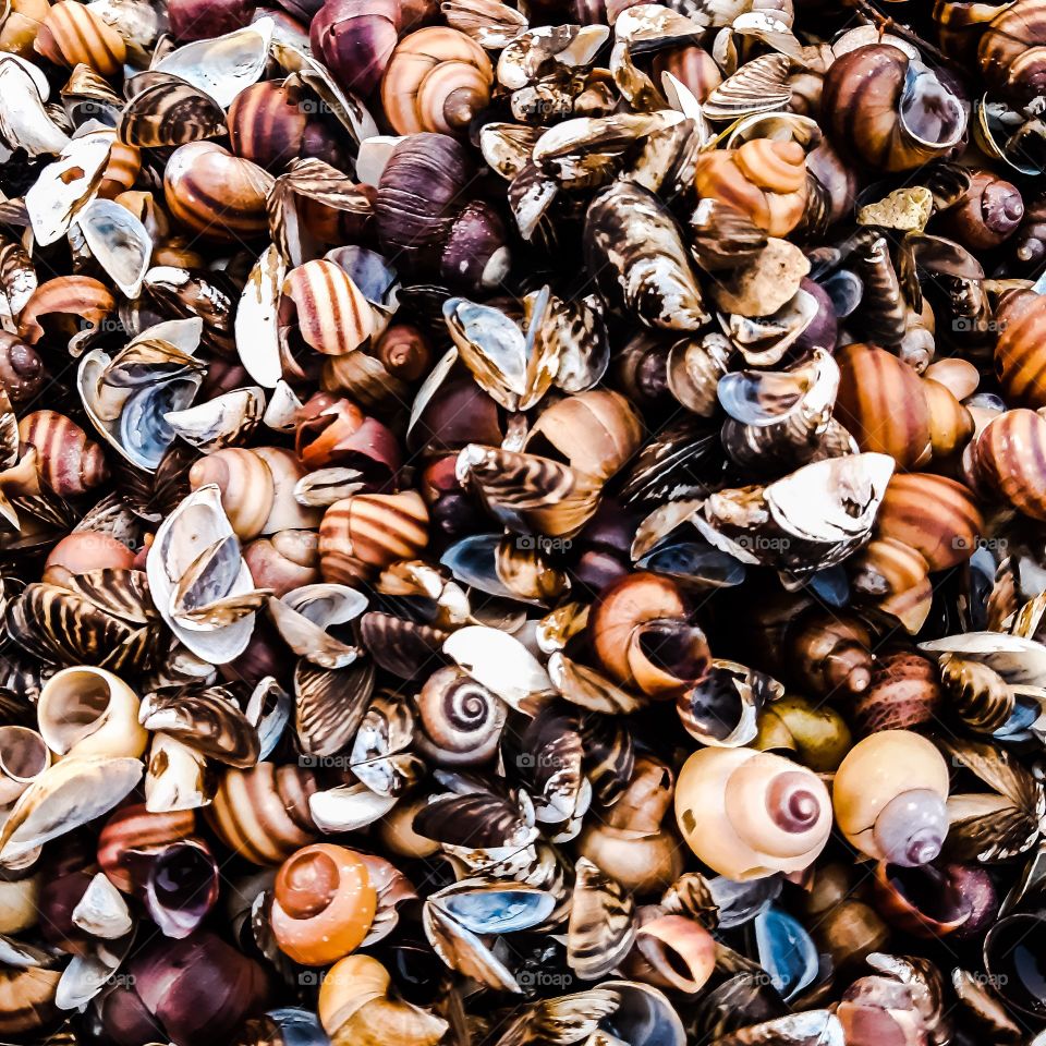 seashells