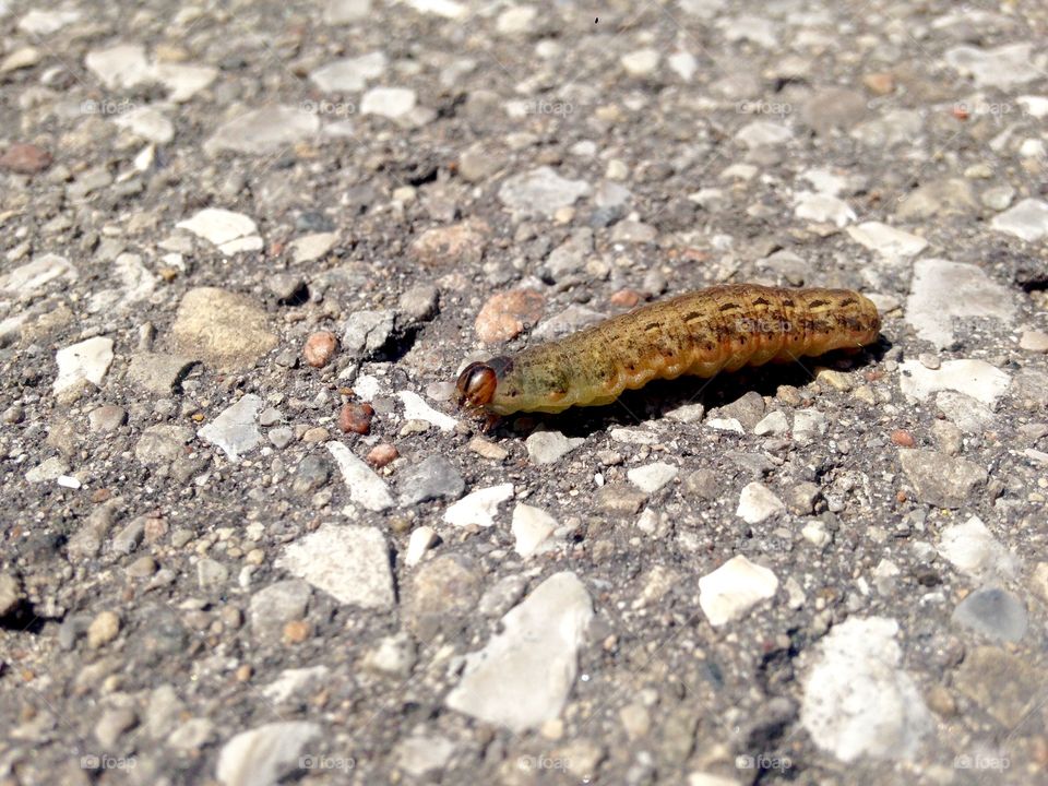 Little bit of wild life