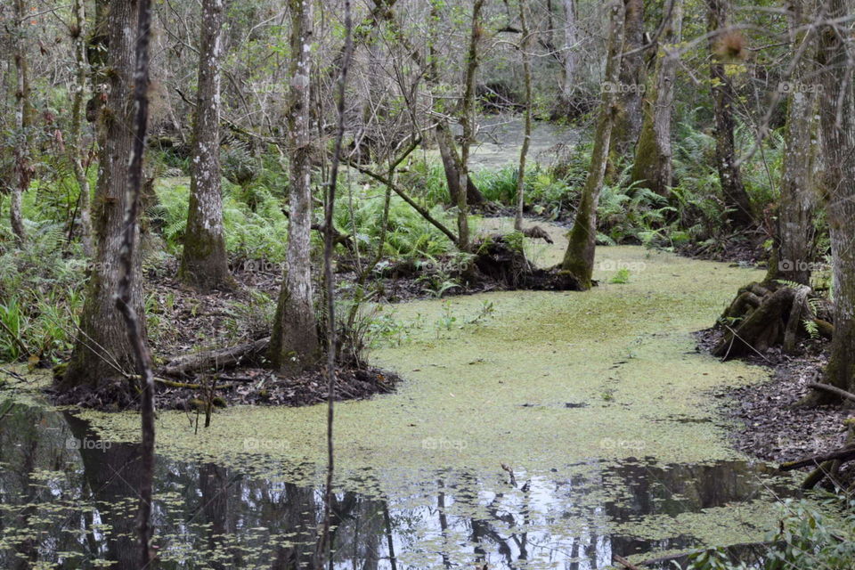 Florida green swamp lands