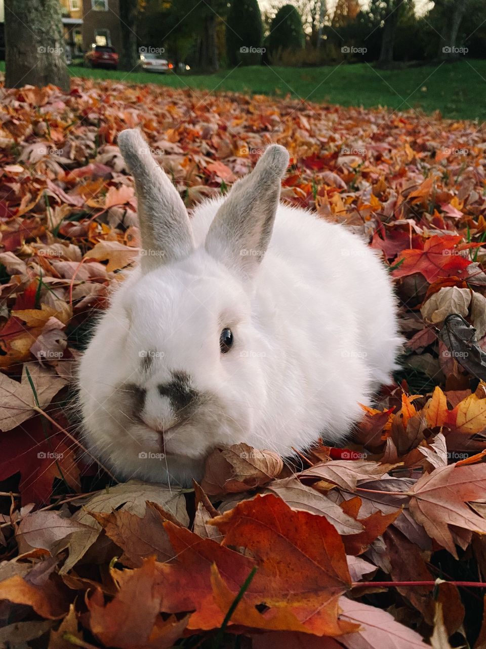 White bunny in the colors of fall