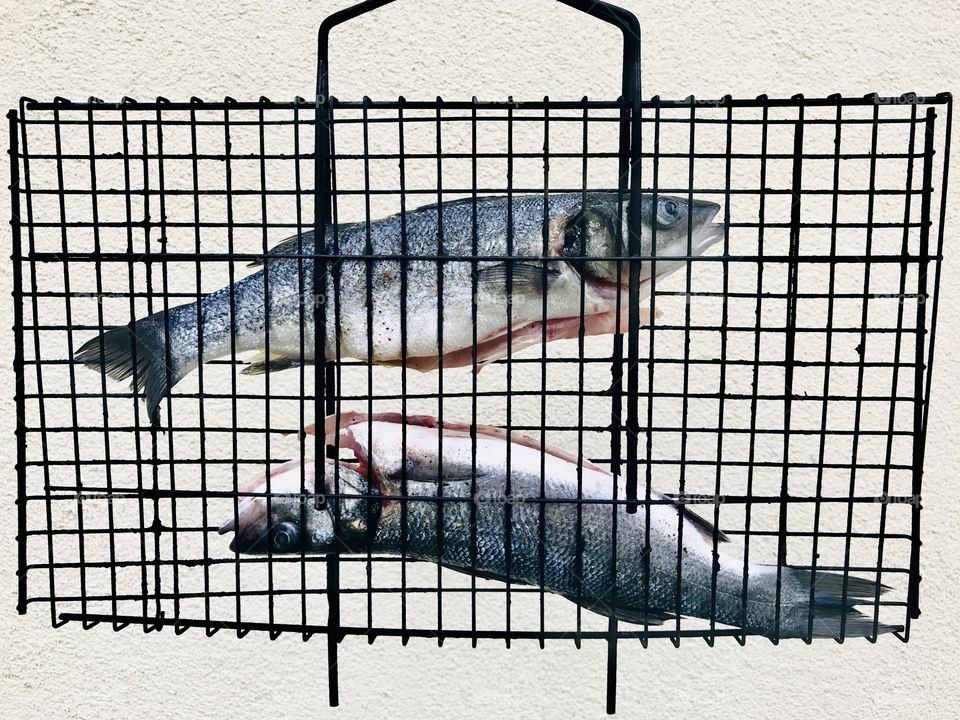 rectangular iron grid in a small cell in it two fish